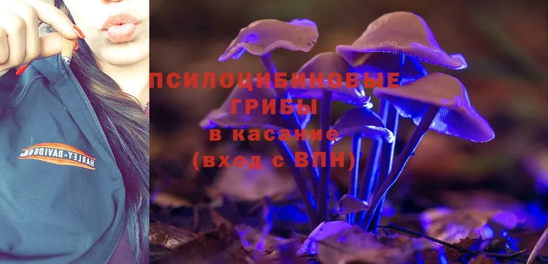 гидра как войти  купить наркоту  Белозерск  Псилоцибиновые грибы Psilocybine cubensis 